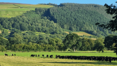 Hendwr Farm spans almost 1000 acres of lush green grazing fields in North Wales.