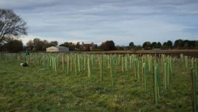 Tsurumi tree planting initiative