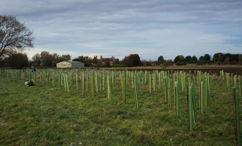 Tsurumi tree planting initiative